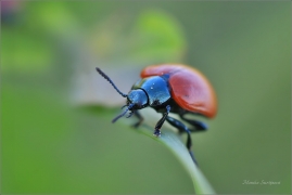 <p>MANDELINKA TOPOLOVÁ (Chrysomela populi) ----- /Chrysomela populi - Pappelblattkäfer/</p>